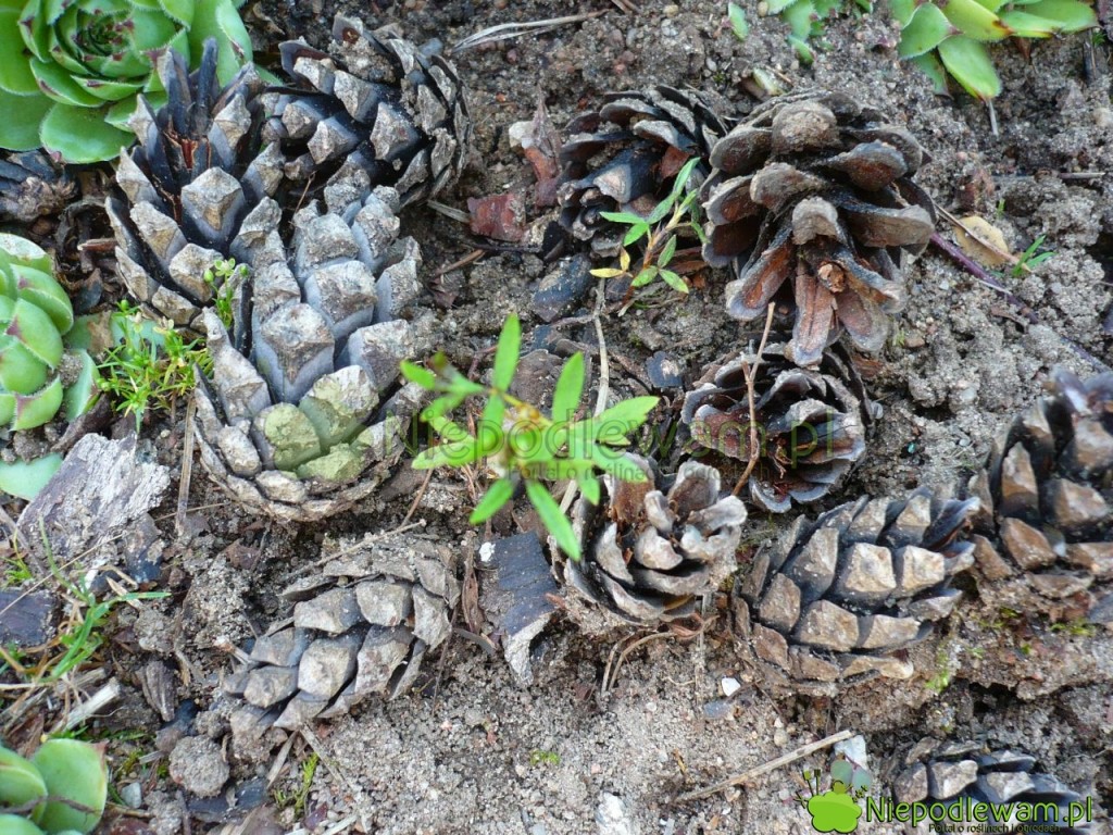 Siewka pięciornika krzewiastego. Fot. Niepodlewam