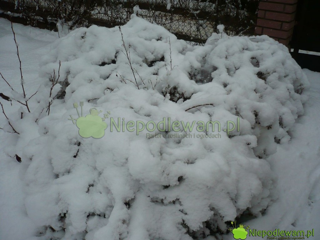 Pięciornik krzewiasty bardzo dobrze zimuje. Fot. Niepodlewam