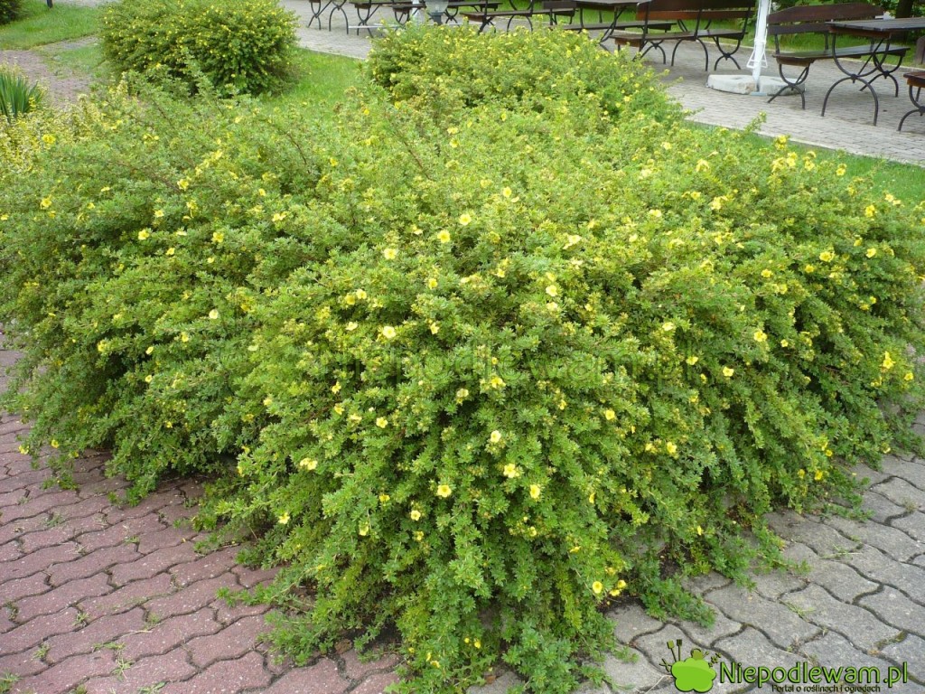 Pięciorniki krzewiaste można sadzić np. w grupach. Dobrze znoszą miejskie zanieczyszczenia. Fot. Niepodlewam