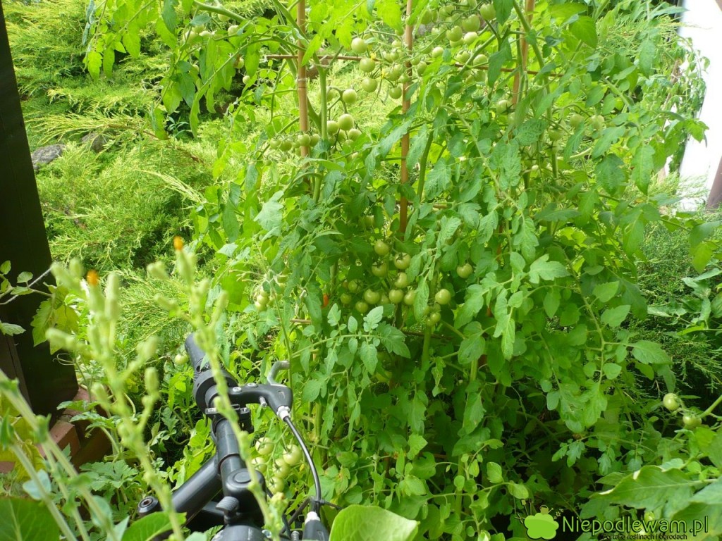 Pomidor Pokusa rośnie bardzo dobrze w donicach, np. na balkonie. Fot. Niepodlewam