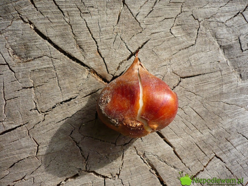 Cebulka tulipana przygotowana do sadzenia. Fot. Niepodlewam
