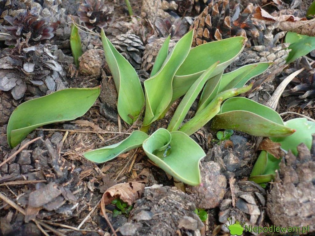 Tulipany nawozi się w marcu, gdy mają około 5 cm wysokości. Fot. Niepodlewam