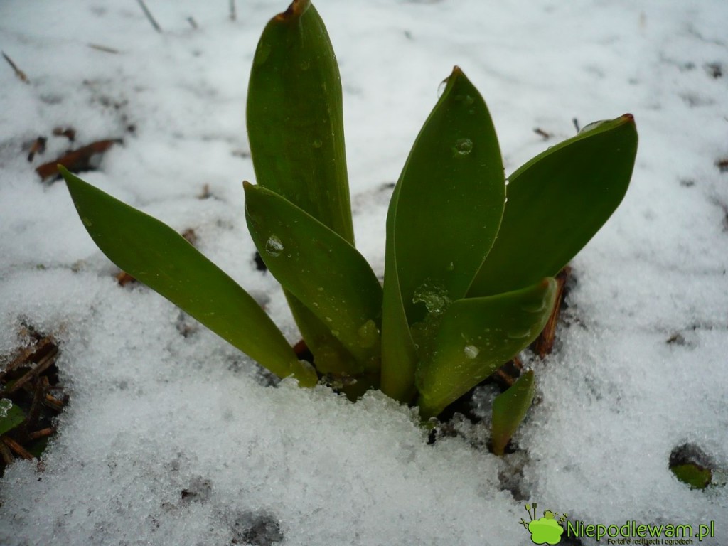 Tulipany dobrze znoszą przymrozki i śnieg. Fot. Niepodlewam