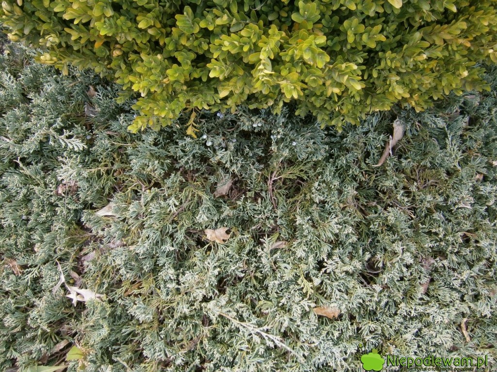 Jałowiec płożący może mieć różne kolory, np. niebieskozielony. Na zdjęciu: odmiana Wiltonii. Fot. Niepodlewam