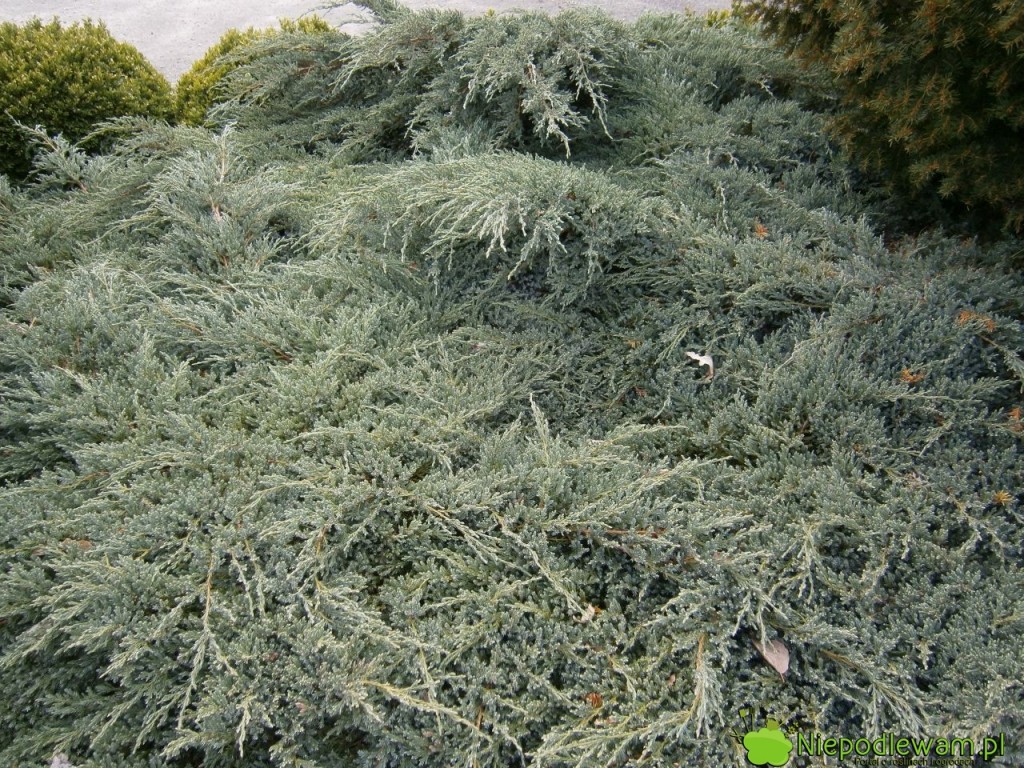 Jałowiec łuskowaty tworzy niebieskozielone dywany. Na zdjęciu: odmiana Blue Carpet. Fot. Niepodlewam