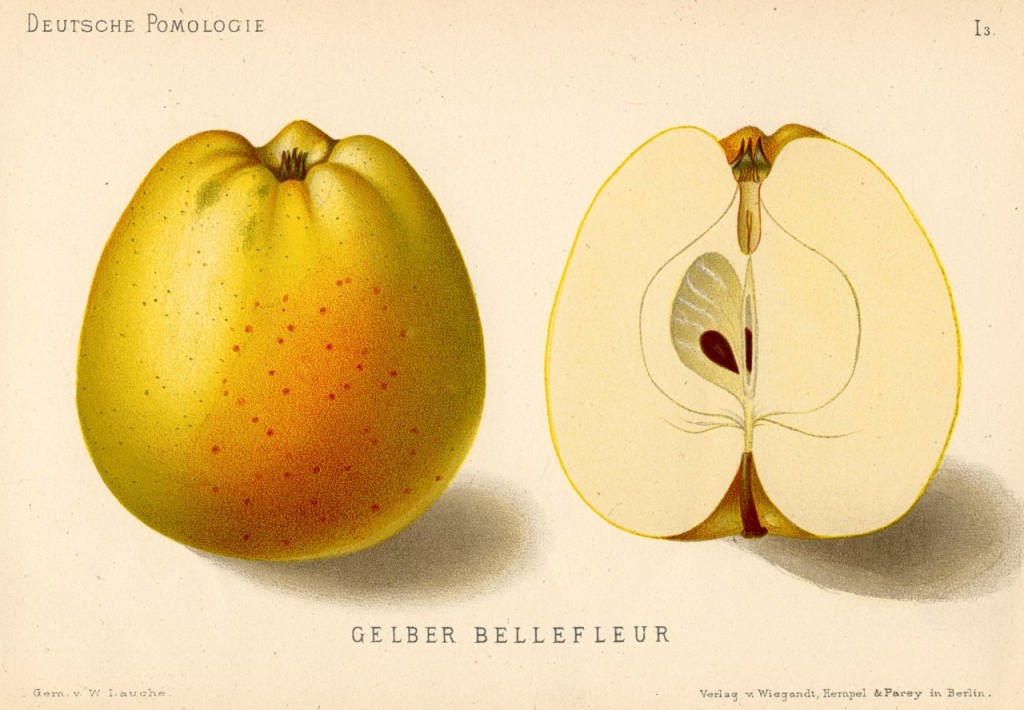 Jabłoń Pepina Linneusza – rysunek z książki „Deutsche Pomologie” Wilhelma Lauche z 1882-1883, ze zborów biblioteki Wageningen UR. W Polsce ta odmiana jest znana także m.in. jako jabłko Linneusza.