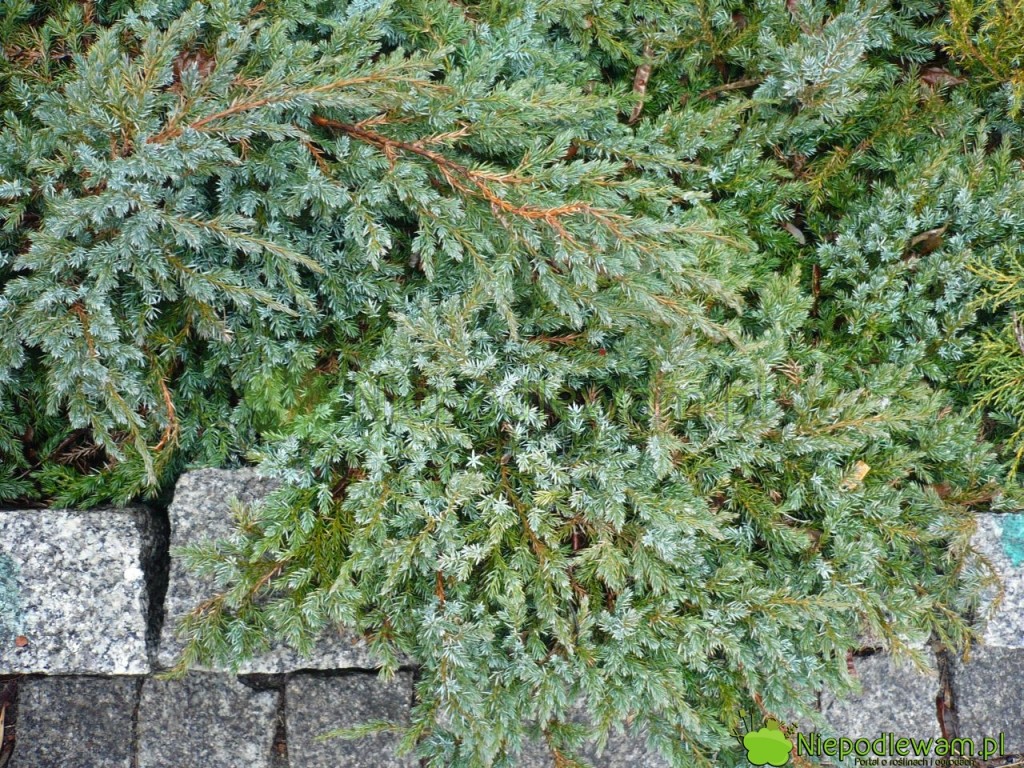 Granit ma odczyn kwaśny. Obok niego dobrze rosną rośliny kwasolubne. Fot. Niepodlewam