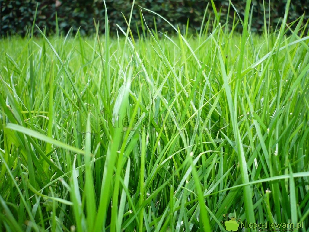 Podłoże popieczarkowe nadaje się do nawożenia trawnika. Fot. Niepodlewam