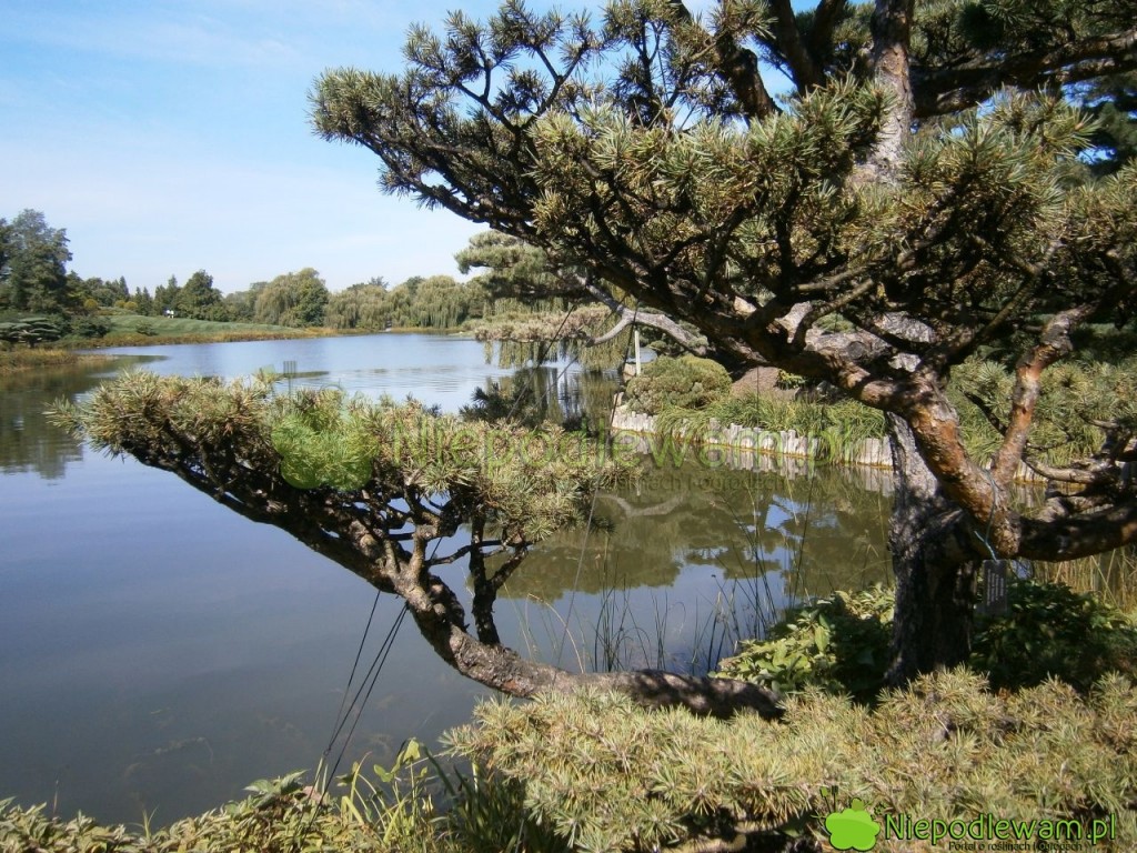Sosna pospolita może mieć kształt uformowany przez naturę lub ręką człowieka. Lubi czyste powietrze. Jest niewybredna. Fot. Niepodlewam