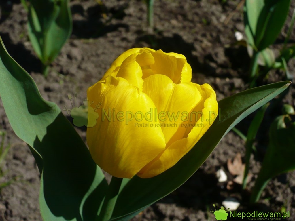Tulipan Kikomachi rzadko choruje. To zdrowo rosnąca, niekłopotliwa odmiana. Fot. Niepodlewam