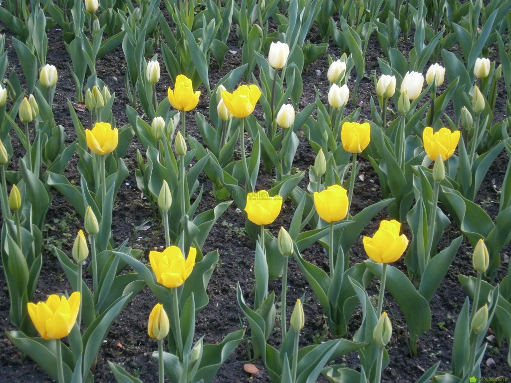 Tulipany Kikomachi można zestawiać np. z odmianami białym. Na zdjęciu są żółte tulipany Kilkomachi oraz białe tulipany White Marvel. Fot. Niepodlewam