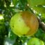 Gdy jabłka gniją na drzewach – 15 sposobów zapobiegania