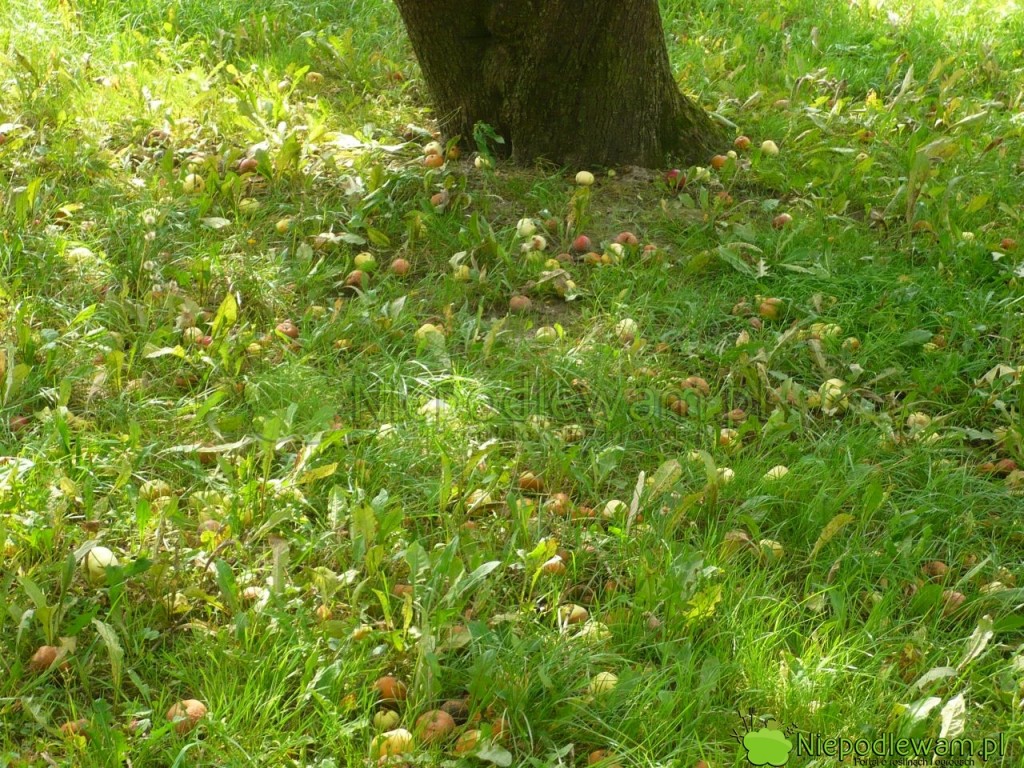 Zgniłe jabłka pod jabłonią Antonówka Zwykła. Fot. Niepodlewam