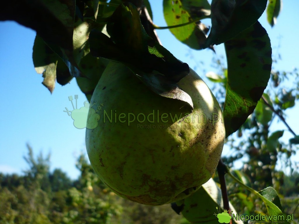 Gruszki Hortensia, gdy rosną w bardziej zacienionych miejscach, nie mają rumieńca. Fot. Niepodlewam