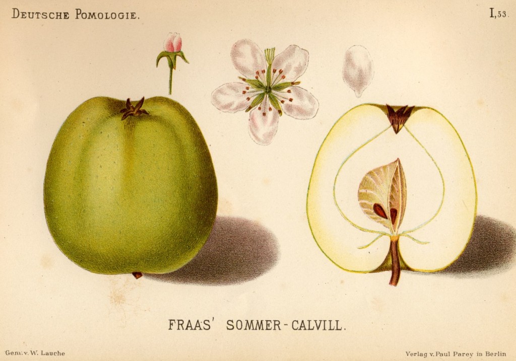 Jabłoń Kalwila Letnia Fraasa – rysunek z książki „Deutsche Pomologie” Wilhelma Lauche z 1882-1883, ze zborów biblioteki Wageningen UR. Ta odmiana znana jest w Polsce także jako Kalwila Fraasa, Kalwila Letnia i Baranie Noski.