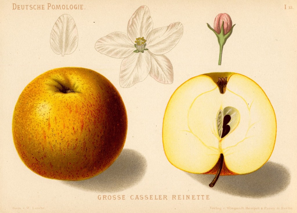Jabłoń Reneta Kaselska – rysunek z książki „Deutsche Pomologie” Wilhelma Lauche z 1882-1883, ze zborów biblioteki Wageningen UR. Ta odmiana znana jest w Polsce także jako Reneta Kasselska i Kaselskie.