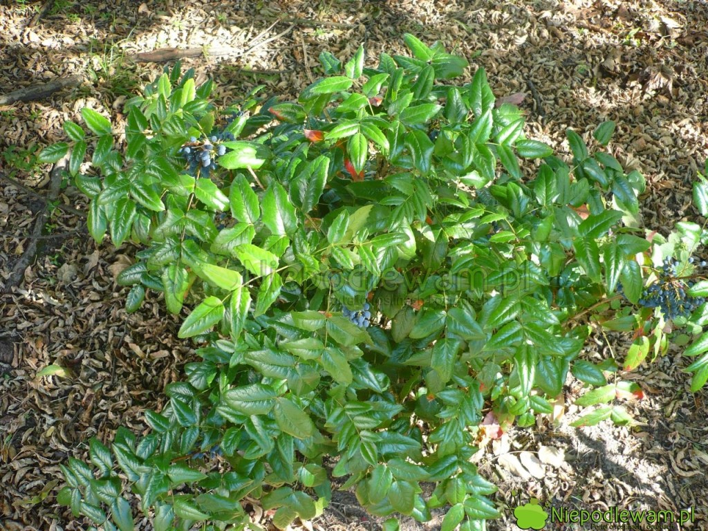 Mahonia pospolita ma liście podobne do ostrokrzewu kolczastego. Krzewy są często mylone. Fot. Niepodlewam