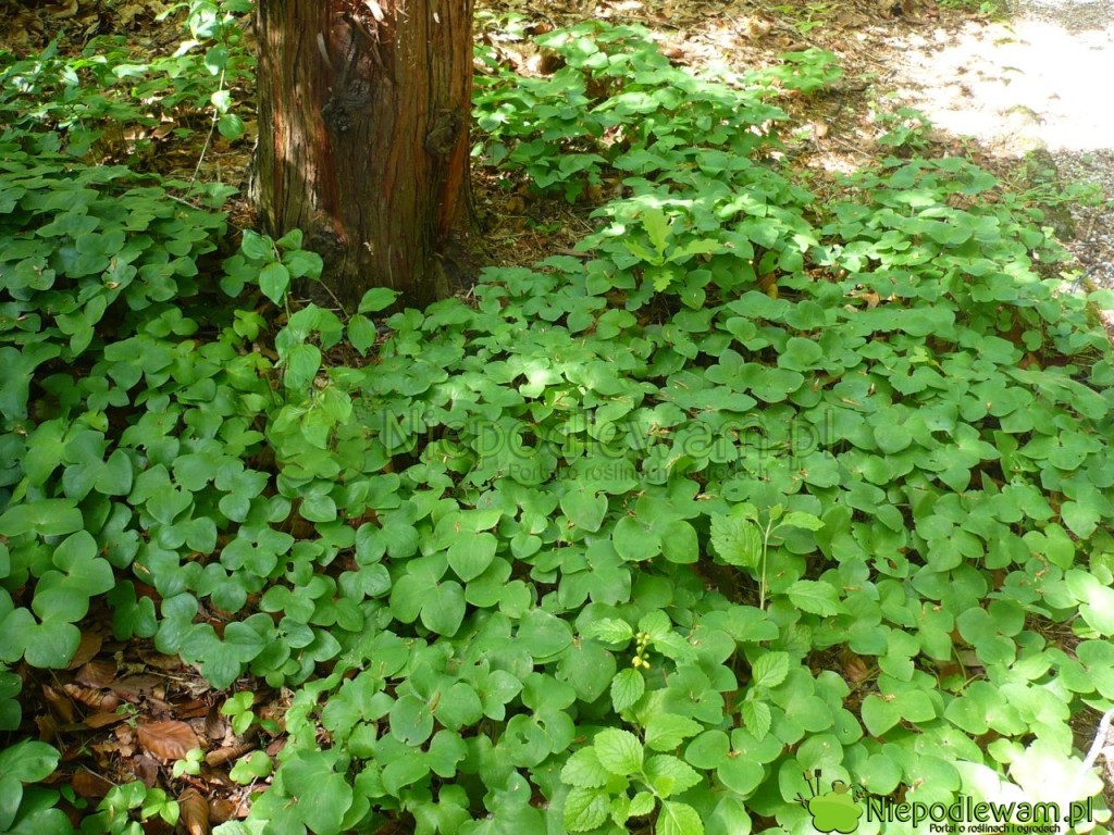 Przylaszczki pospolite można sadzić np. pod wysokimi drzewami. Fot. Niepodlewam