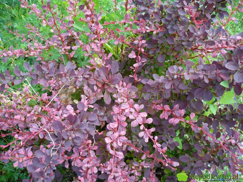 Jeden z najbardziej kolorowych berberysów to odmiana Rose Glow. Ma liście różowo-czerwone (pstre). Fot. Niepodlewam