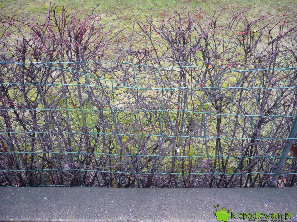 Mocno cięty żywopłot z berberysów Thunberga. Fot. Niepodlewam