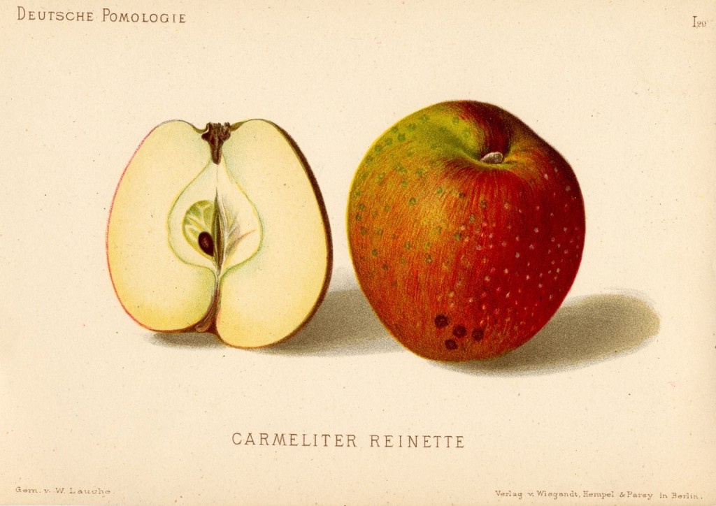 Jabłoń Reneta Karmelicka – rysunek z książki „Deutsche Pomologie” Wilhelma Lauche z 1882-1883, ze zborów biblioteki Wageningen UR.