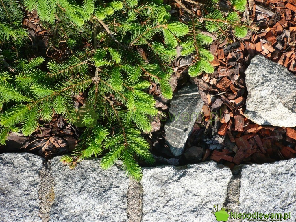 Granit to kamień, który zakwasza ziemię w ogrodzie. Fot. Niepodlewam
