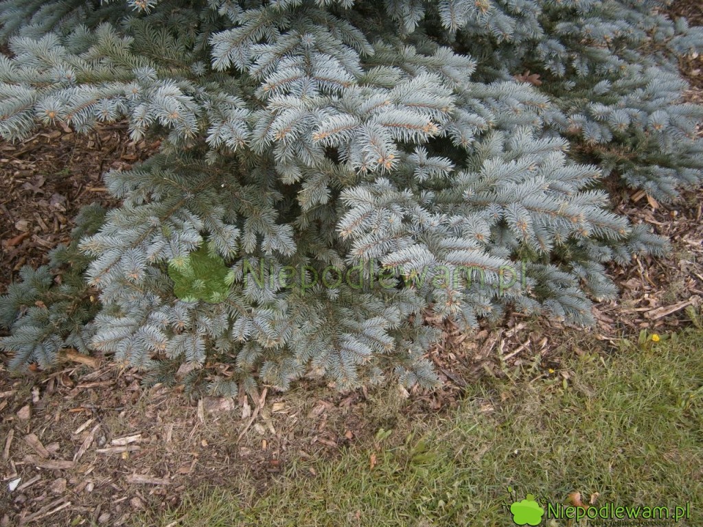 Świerki kłujące nie mają tendencji do łysienia od dołu. Na zdjęciu: odmiana Białobok. Fot. Niepodlewam