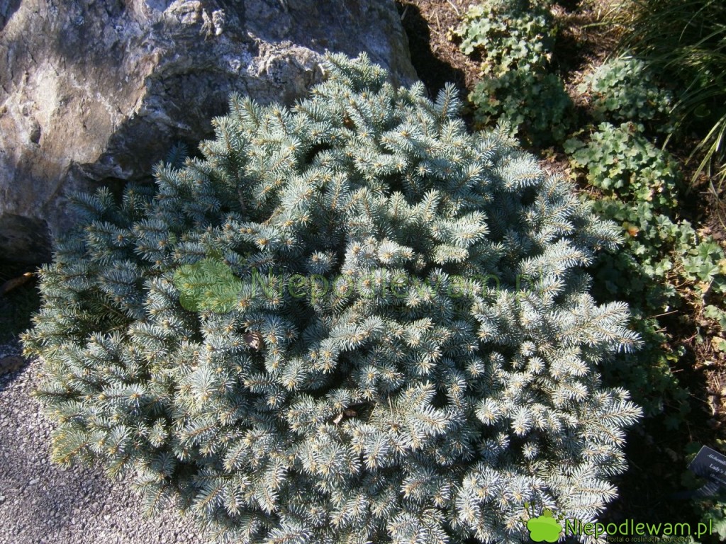 Bardzo małym świerkiem kłującym, dorastającym do 70 cm wysokości, jest Saint Mary`s Broom. Fot. Niepodlewam