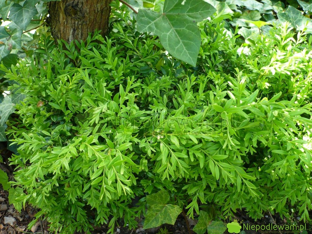 Bukszpan wieczniezielony Angustifolia wyróżnia się smukłymi liśćmi. Fot. Niepodlewam