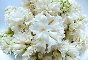 Hiacynty doniczkowe to popularna nazwa. W doniczkach są pędzone hiacynty wschodnie. Uprawia się je także w gruncie. Fot. Flower Council of Holland/thejoyofplants.co.uk