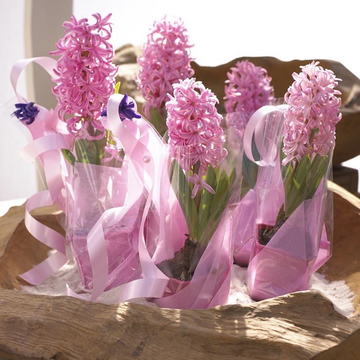 Fot. Flower Council of Holland/thejoyofplants.co.uk