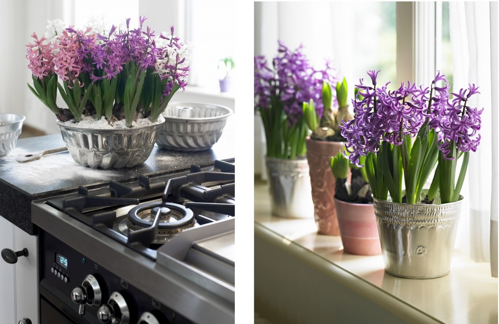 Zdjęcie lewe: hiacynty doniczkowe w formie do babek, zdjęcie prawe: hiacynty w formie aluminiowej. Fot. Flower Council of Holland/thejoyofplants.co.uk