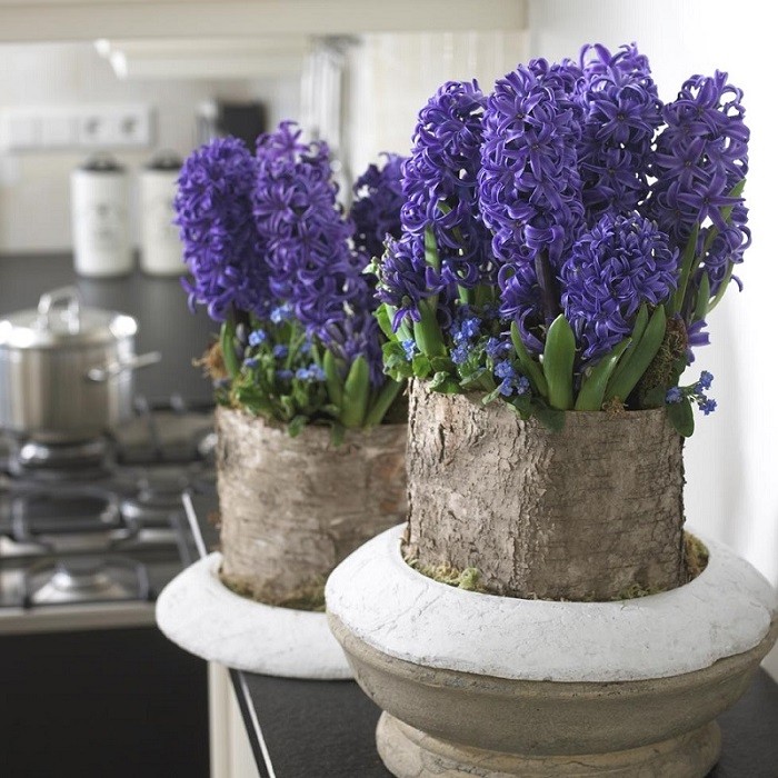 Fot. Flower Council of Holland/thejoyofplants.co.uk