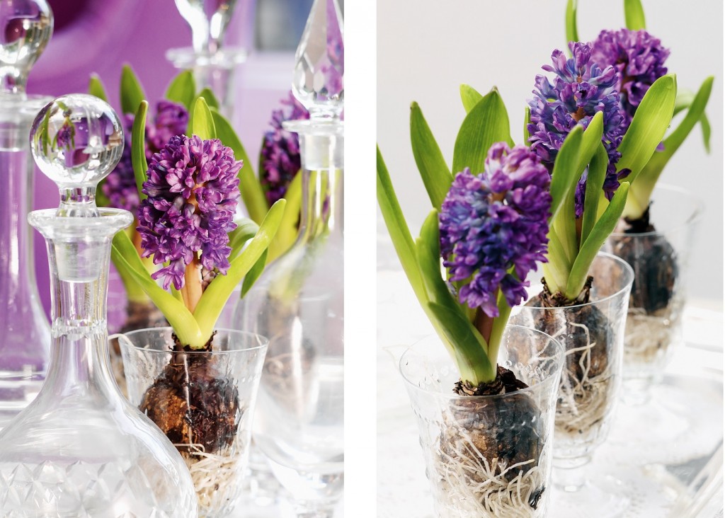Fot. Flower Council of Holland/thejoyofplants.co.uk