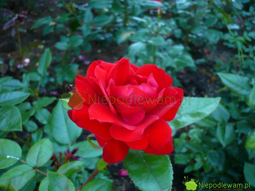 Róża Crimson Bouquet. Fot. Niepodlewam