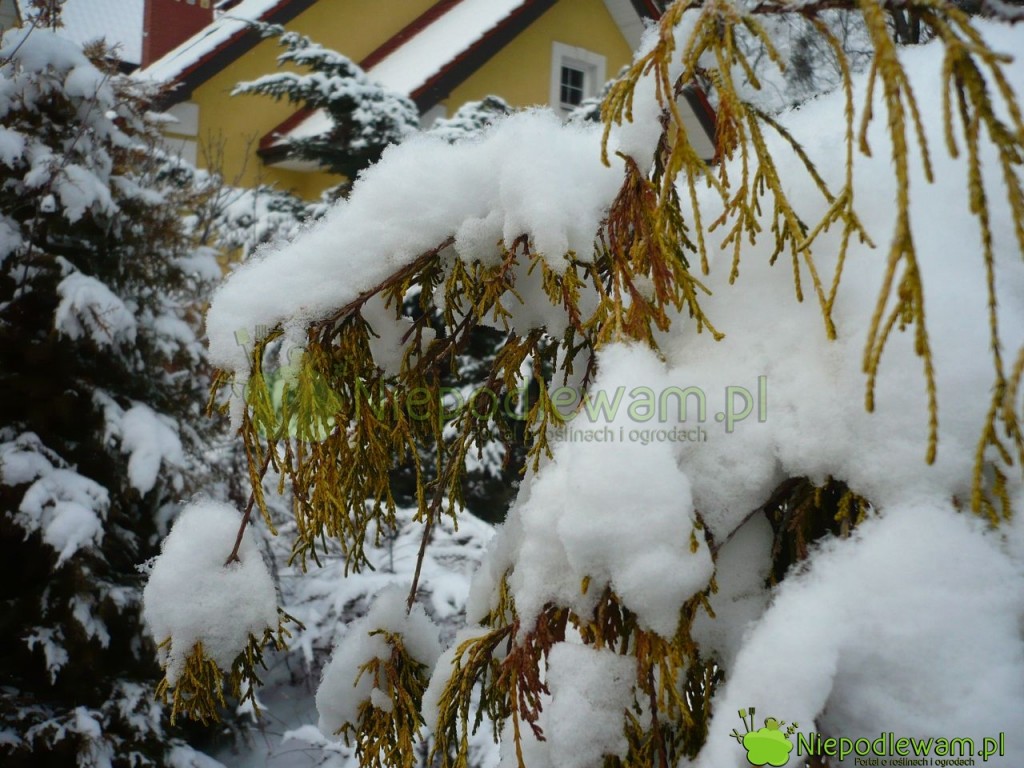 Luty w ogrodzie często jest śnieżny. Zdarzają się też lata, gdy pogoda jest wiosenna. Fot. Niepodlewam