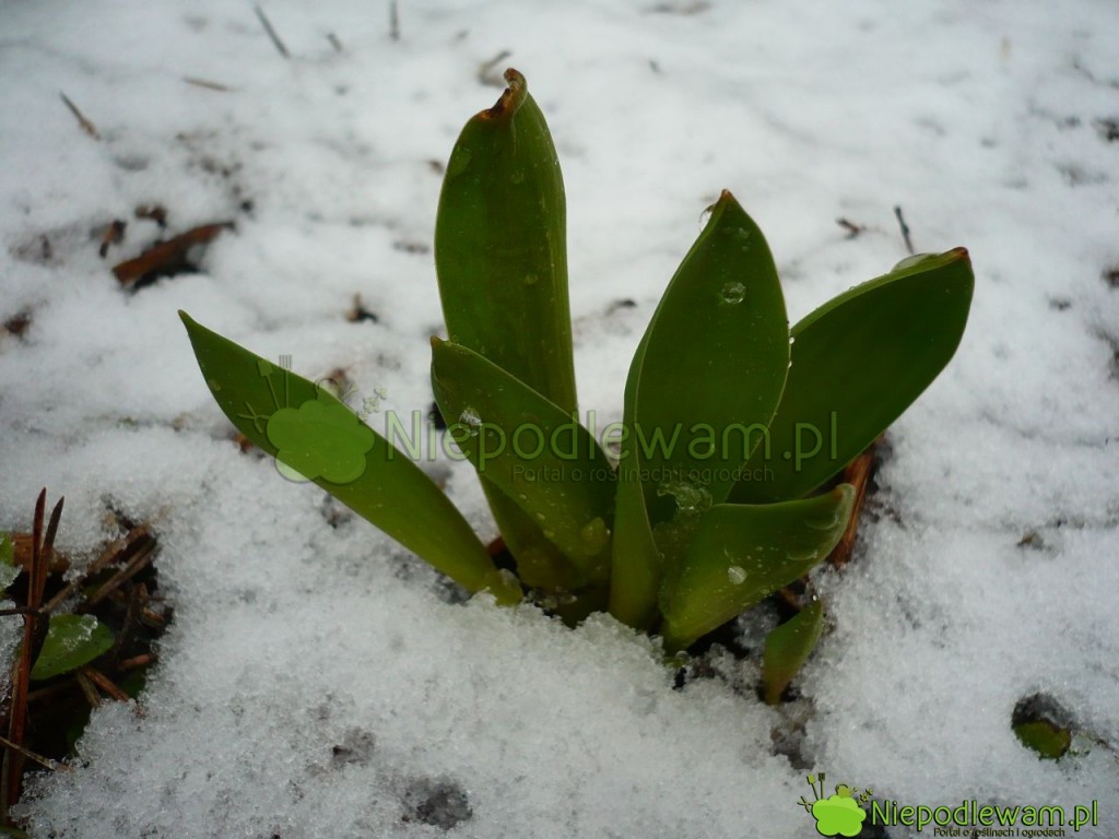 Tulipany w marcu. Fot. Niepodlewam