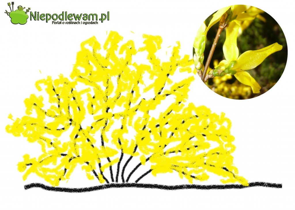 Cięcie forsycji robi się po kwitnieniu. Fot. Niepodlewam