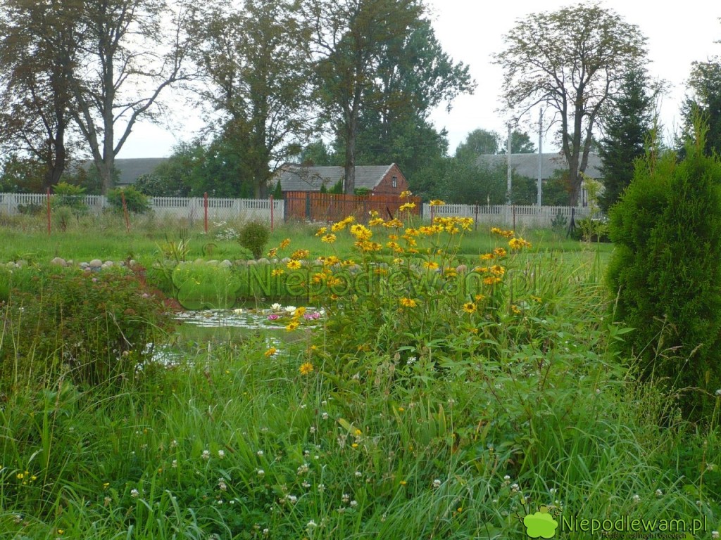 Kaczeńce najlepiej rosną na brzegach stawów, także wśród traw. Fot. Niepodlewam