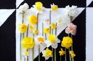 Do uprawy doniczkowej nadają się wszystkie narcyzy, zarówno wysokie, jak i niskie. Fot. Flower Council of Holland/thejoyofplants.co.uk