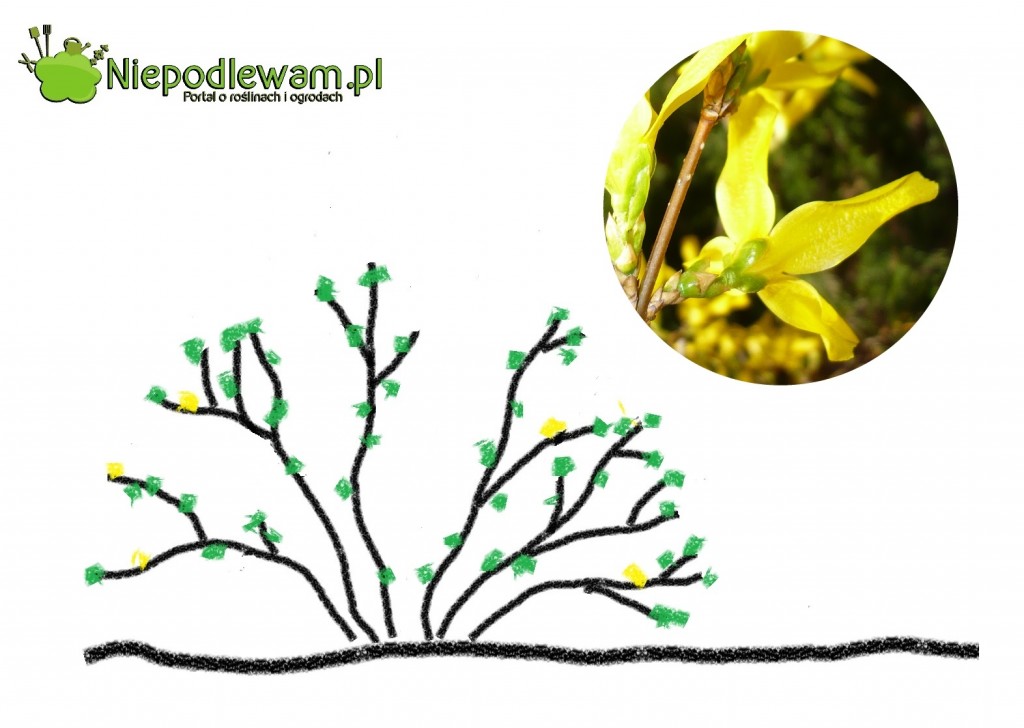 Forsycja po cięciu. Fot. Niepodlewam
