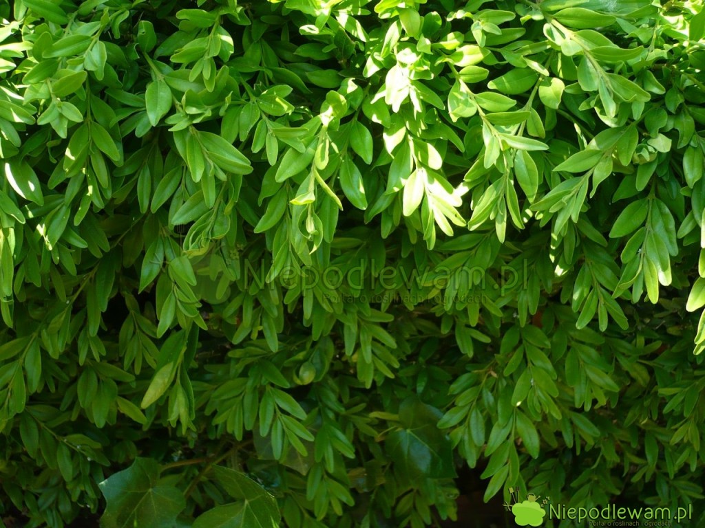 Bukszpan wieczniezielony Angustifolia ma liście wąskie i małe. Fot. Niepodlewam