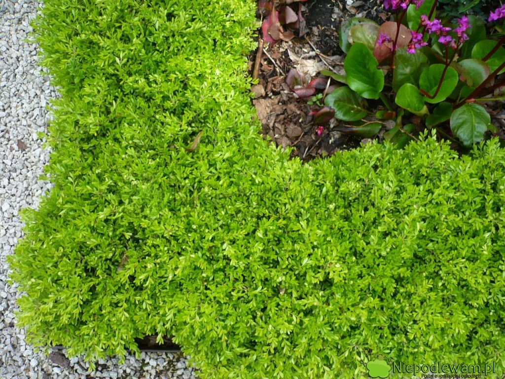 Bukszpan wieczniezielony Angustifolia świetnie wygląda w obwódkach. Fot. Niepodlewam