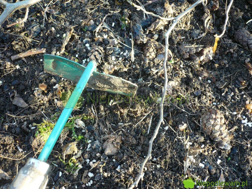 Nawóz pod magnoliami lekko przysypuje się motyką. Fot. Niepodlewam