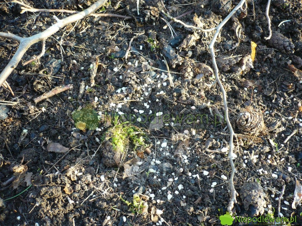 Nawóz rozsypuje się na ziemi w obrębie korony magnolii. Fot. Niepodlewam