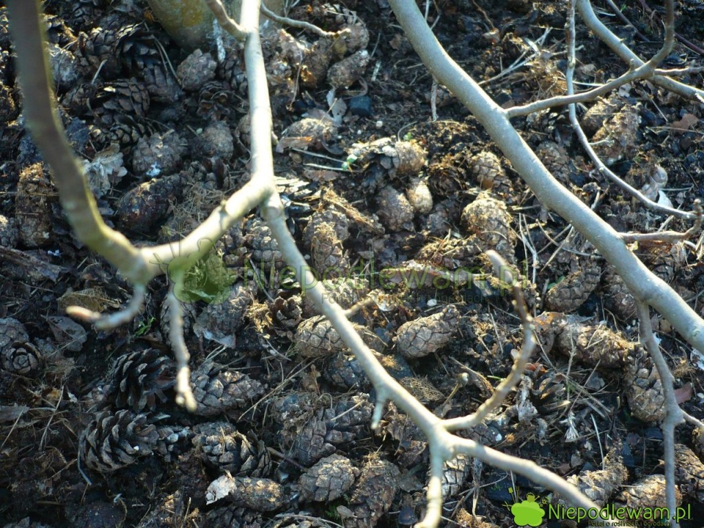 Ściółkowane magnolie rosną lepiej. Ta magnolia jest ściółkowana głównie szyszkami sosnowymi. Fot. Niepodlewam