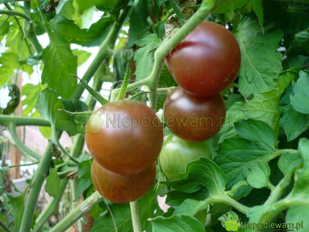 Czarne pomidory ma odmiana Black Cherry. Fot. Niepodlewam