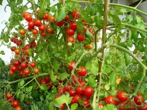 pomidory pokusa