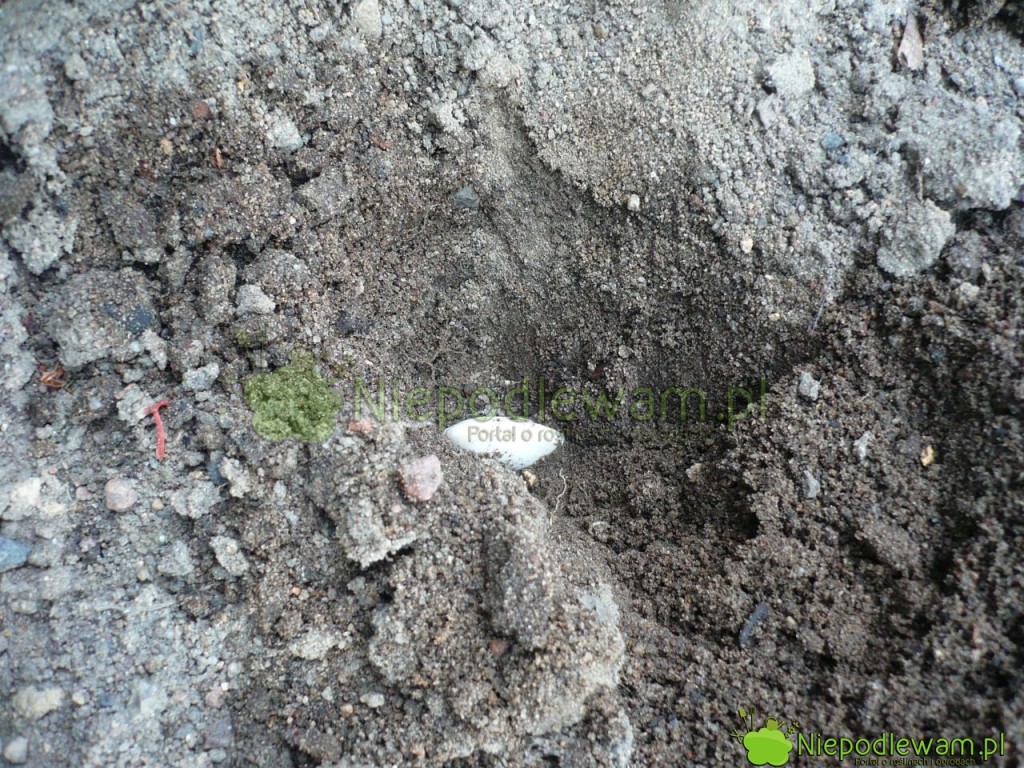 Siew fasoli pojedynczy (punktowy). Fot. Niepodlewam