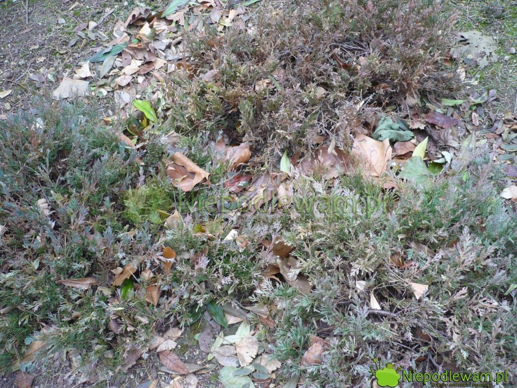 Zimą jałowce chińskie często rudzieją. To naturalne zjawisko, a nie choroba. Na zdjęciu jest odmiana Mint Julep. Fot. Niepodlewam